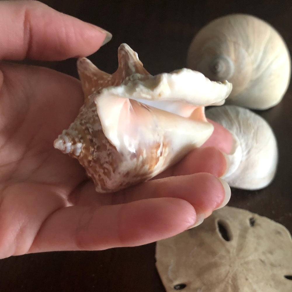 👶🏻 Assorted Seashell Collection - Picture 8 of 15